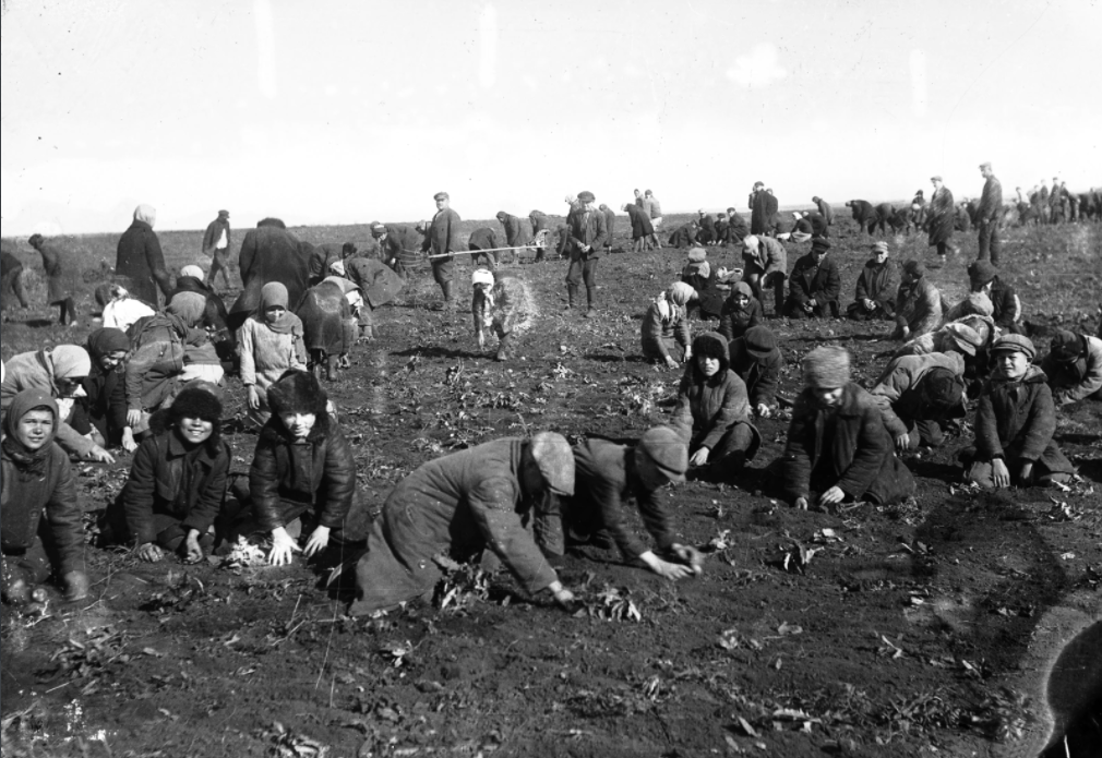 Діти збирають мерзлу картоплю на колгоспному полі села Удачне Донецької області. 1933 рікфотограф Марк Залізняк